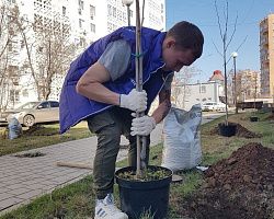 Волонтёры колледжа приняли участие в озеленении аллеи по улице В. Барсовой